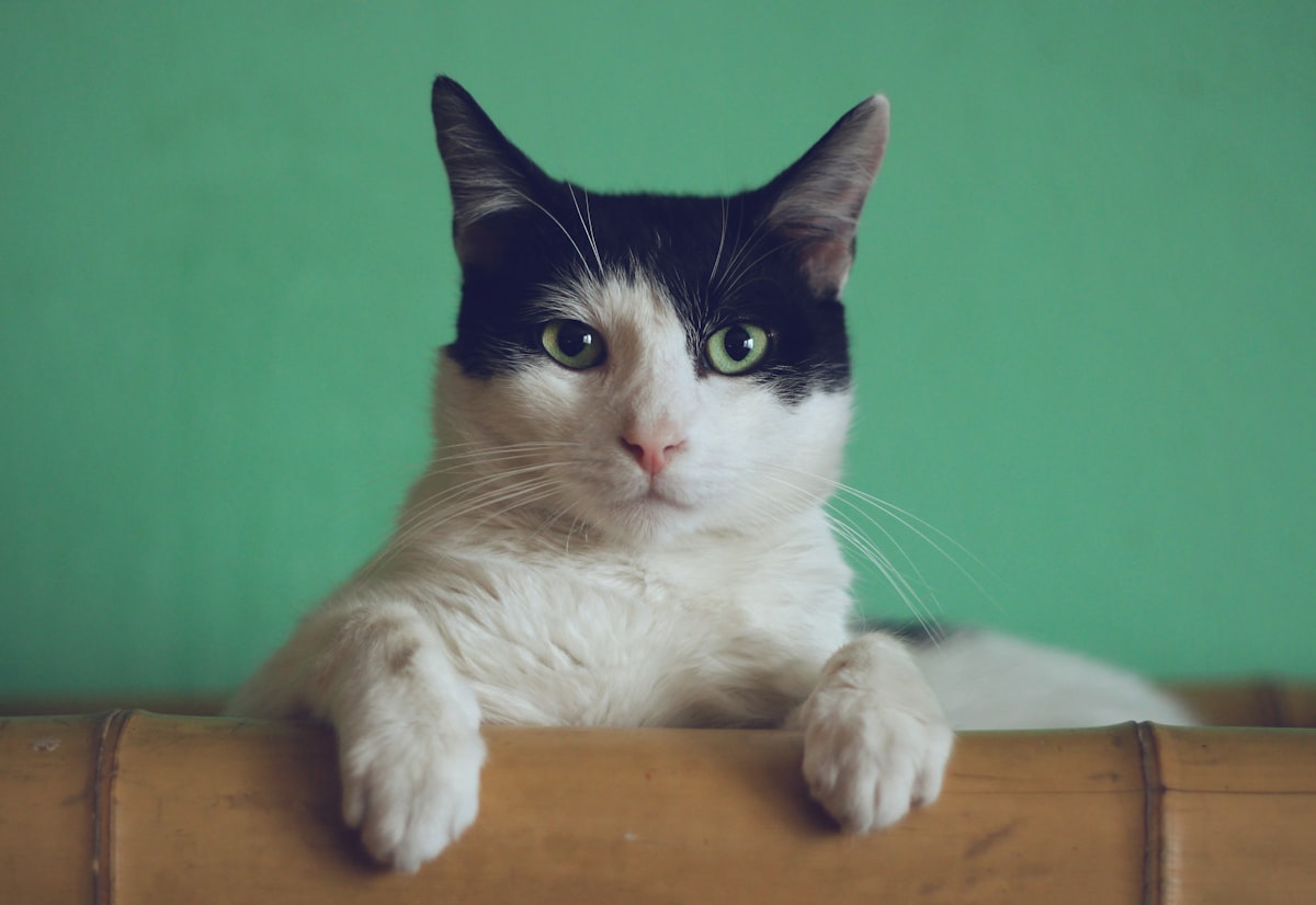 A calm cat with eyes closed resting in soft light
