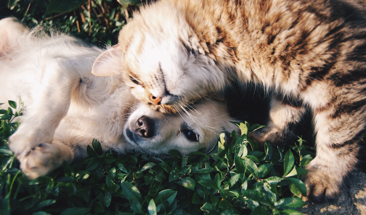 A sleeping dog curled up, resting calmly on a soft surface